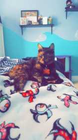 Lost Cat