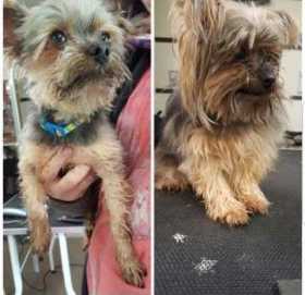 Lost Dog