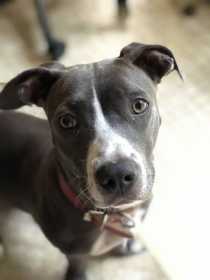 Lost Dog