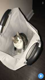 Lost Cat