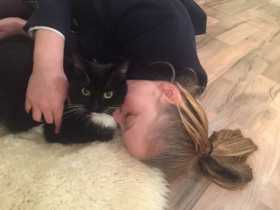 Lost Cat