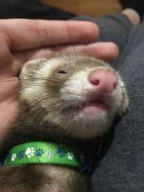 Lost Ferret