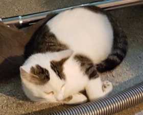 Lost Cat