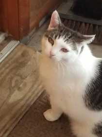 Lost Cat