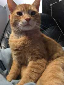 Lost Cat