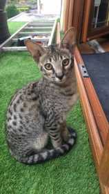 Lost Cat