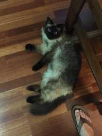 Lost Cat