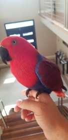 Lost Eclectus