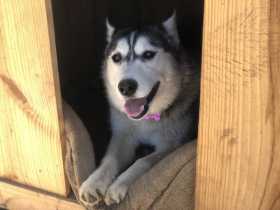Lost Dog