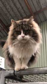 Lost Cat