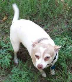 Lost Dog