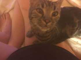 Lost Cat