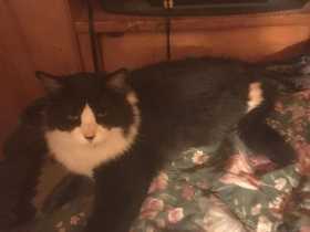 Lost Cat