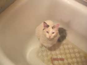 Lost Cat