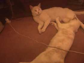 Lost Cat