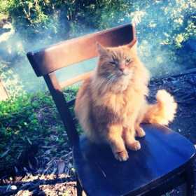 Lost Cat