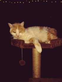 Lost Cat