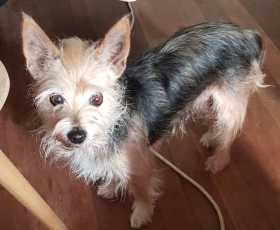 Lost Dog