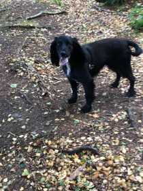 Lost Dog