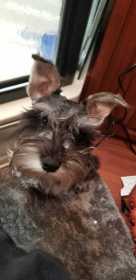 Lost Dog