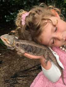 Lost Bearded dragon