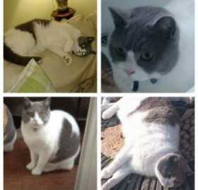 Lost Cat