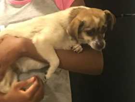 Lost Dog