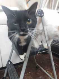 Lost Cat