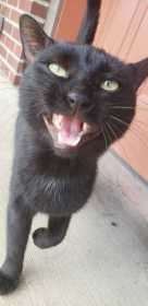 Lost Cat