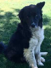 Lost Dog