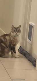 Lost Cat