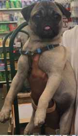 Lost Dog