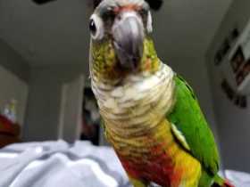 Lost Conure