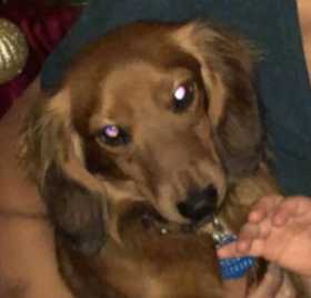 Lost Dog