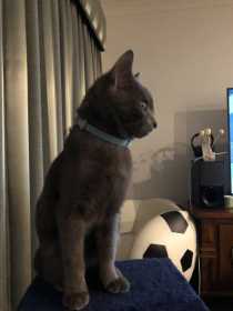 Lost Cat