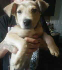 Lost Dog