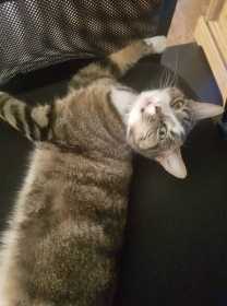 Lost Cat