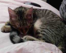 Lost Cat
