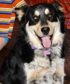 Lost Dog