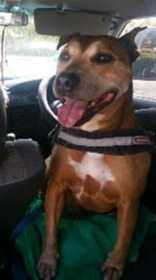 Lost Dog