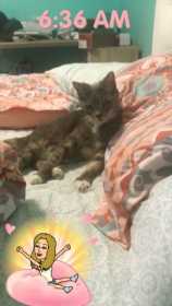 Lost Cat