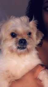 Lost Dog