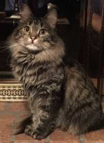 Lost Cat