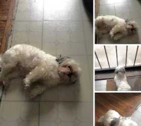 Lost Dog