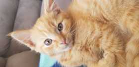Lost Cat