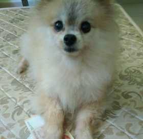 Lost Dog