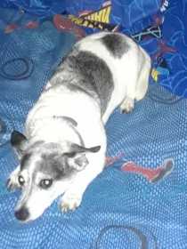 Lost Dog