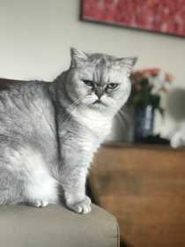 Lost Cat