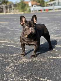 Lost Dog