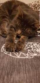 Lost Cat